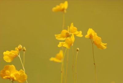 DSC_4979.JPG