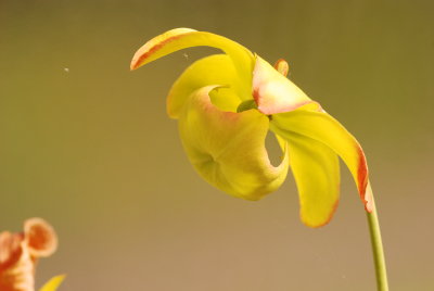 DSC_4980.JPG