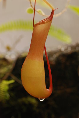 DSC_5036.JPG
