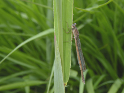 Sympecma paedisca