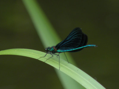 Beautiful demoiselle - Calopteryx virgo - Bosbeekjuffer