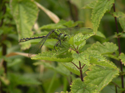 Green snaketail - Ophiogomphus cecilia