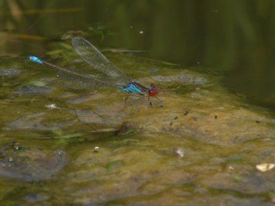 Small Redeye