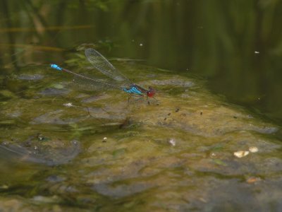 Small Redeye