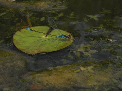 Small Redeye