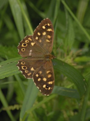 Dutch butterflies and moths