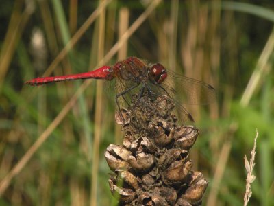 Ruddy darter - Sympetrum sanguineum