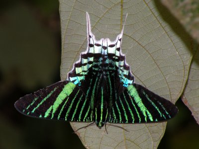 Moths at Cristalino Jungle Lodge