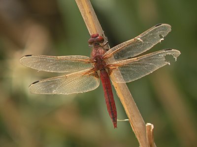 Red Chaser - Libellula pontica