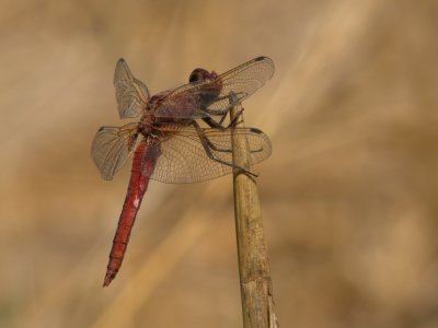 Red Chaser - Libellula pontica