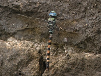 Anax immaculifrons