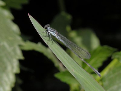 Pseudagrion syriacum