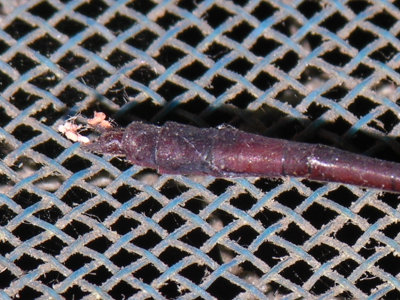 aphylla female7.jpg