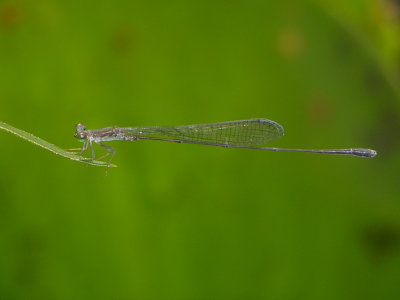 protoneuridae male