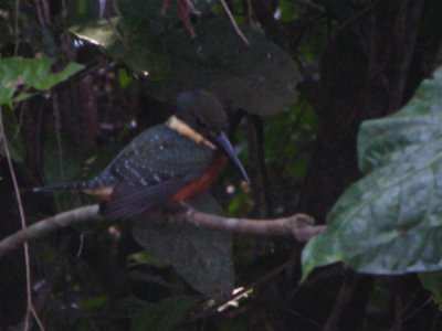 Green and rufous Kingfisher