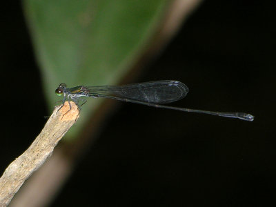Protoneuridae male