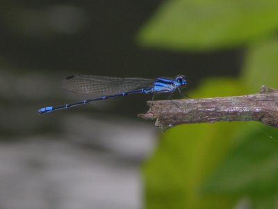 Argia male