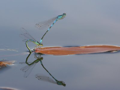 Dragonflies in Spain