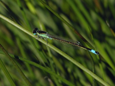 Iberian bluetail
