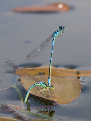 Dainty bluet