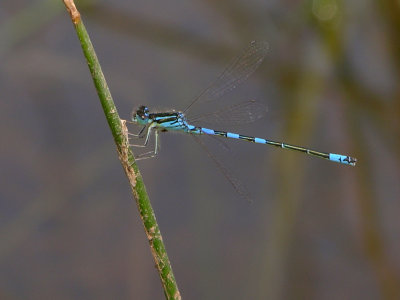 Dainty bluet
