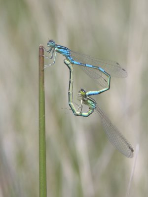 Dainty bluet