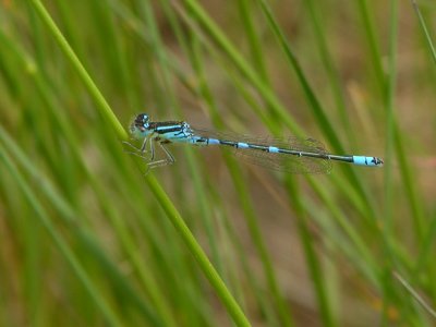 Dainty bluet