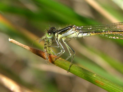Iberian bluetail