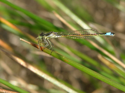 Iberian bluetail