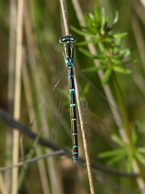 Dainty bluet