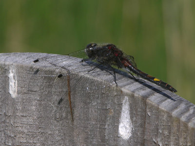 Yellow-spotted whiteface - Leucorrhinia pectoralis - Gevlekte witsnuitlibel