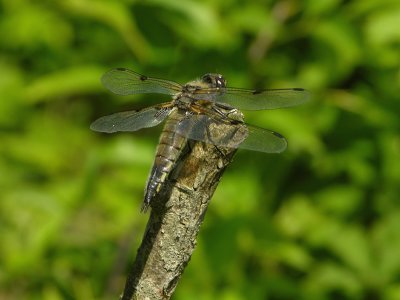 Four-spotted chaser - Libellula quadrimaculata - Viervlek