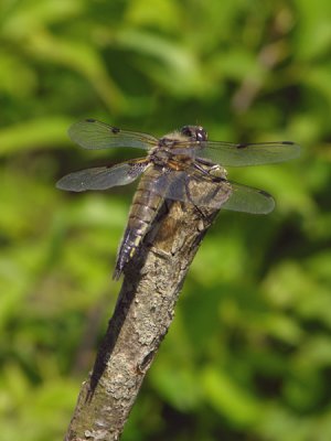 Four-spotted chaser - Libellula quadrimaculata - Viervlek
