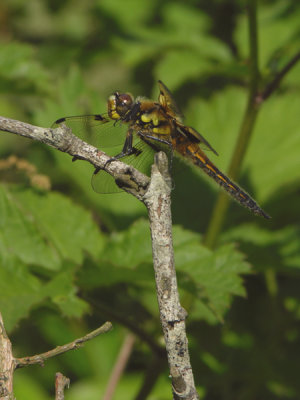 Four-spotted chaser - Libellula quadrimaculata - Viervlek