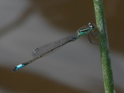 Common bluetail - Ischnura elegans - Lantaarntje