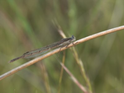Brown winter damsel
