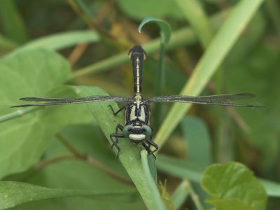 Beekrombout - Gomphus vulgatissimus - Common Clubtail