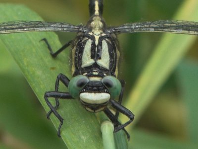 Beekrombout - Gomphus vulgatissimus - Common Clubtail