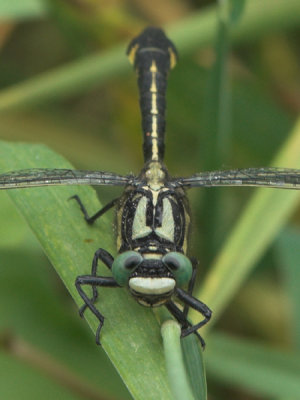Beekrombout - Gomphus vulgatissimus - Common Clubtail
