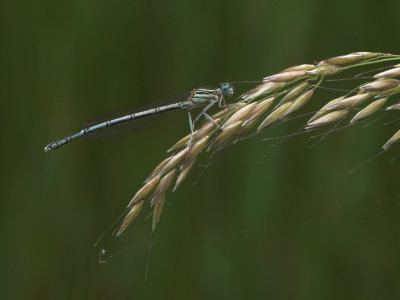 Blue featherleg - Platycnemis pennipes - Blauwe breedscheenjuffer