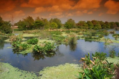 Lakodahatchee Wetlands