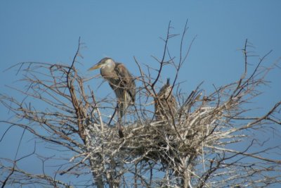 Lakodahatchee Wetlands