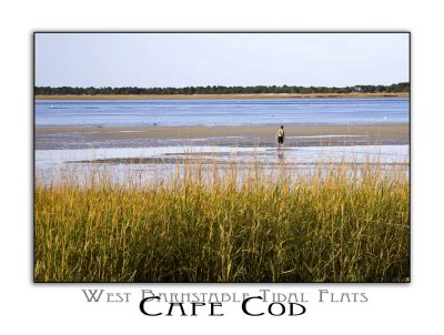 cape cod 261.jpg