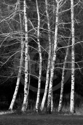 trees-1464 copy.jpg