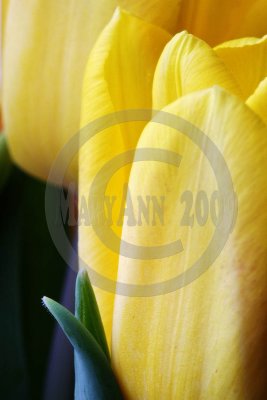 tulip-4332a copy.jpg