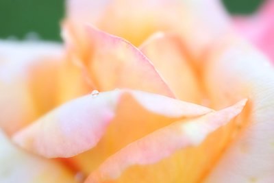 Rose Garden-4