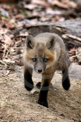 fox kit-3883