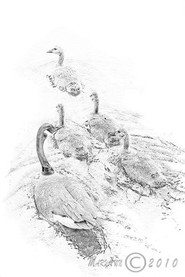 geese family sketch.jpg