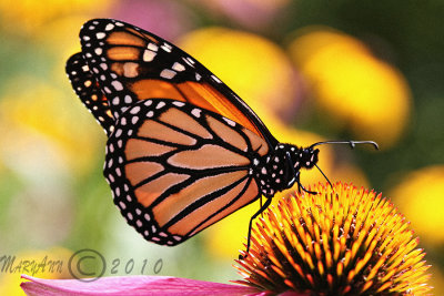 Homegrown Monarch