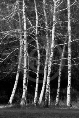 trees-1464 copy.jpg